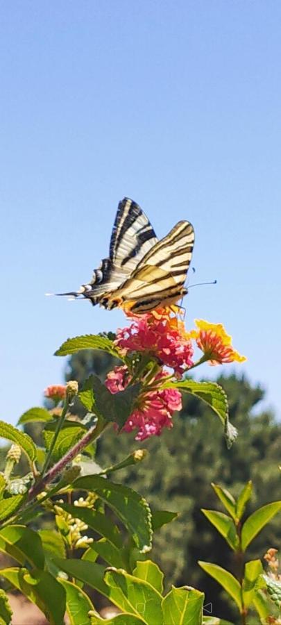 ססימברה Quercus Villa מראה חיצוני תמונה